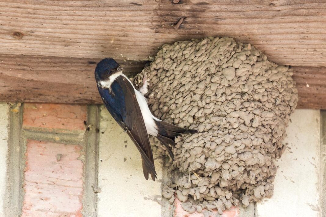 esto-es-lo-que-te-puede-pasar-si-destruyes-un-nido-de-golondrina-(y-de-otras-aves)